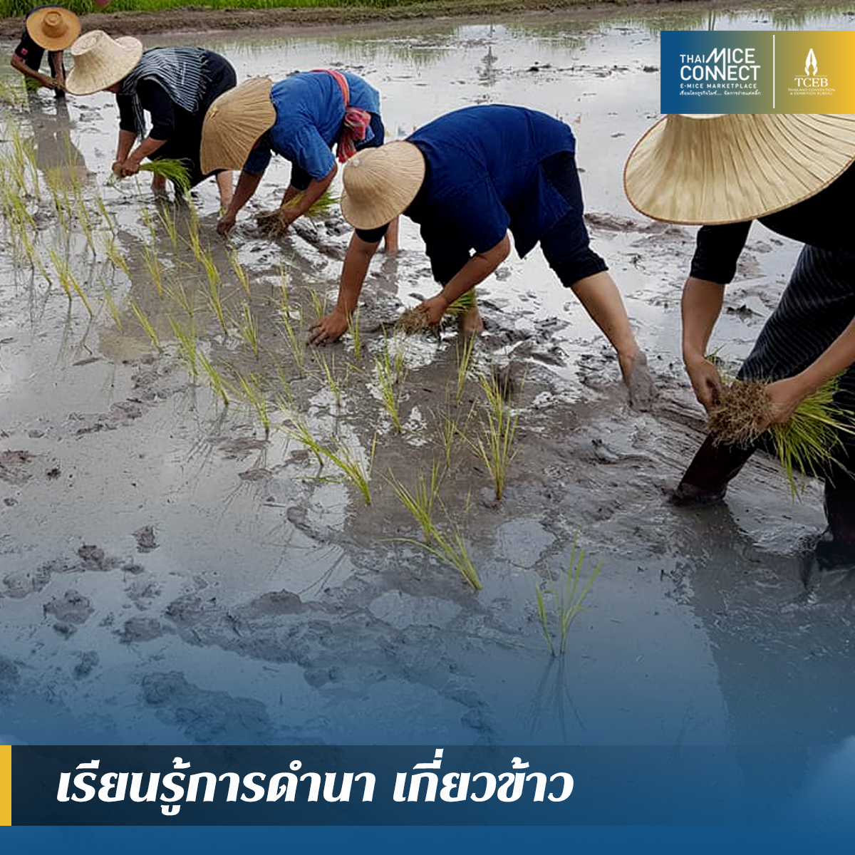 tceb-golocal202010_v1.4